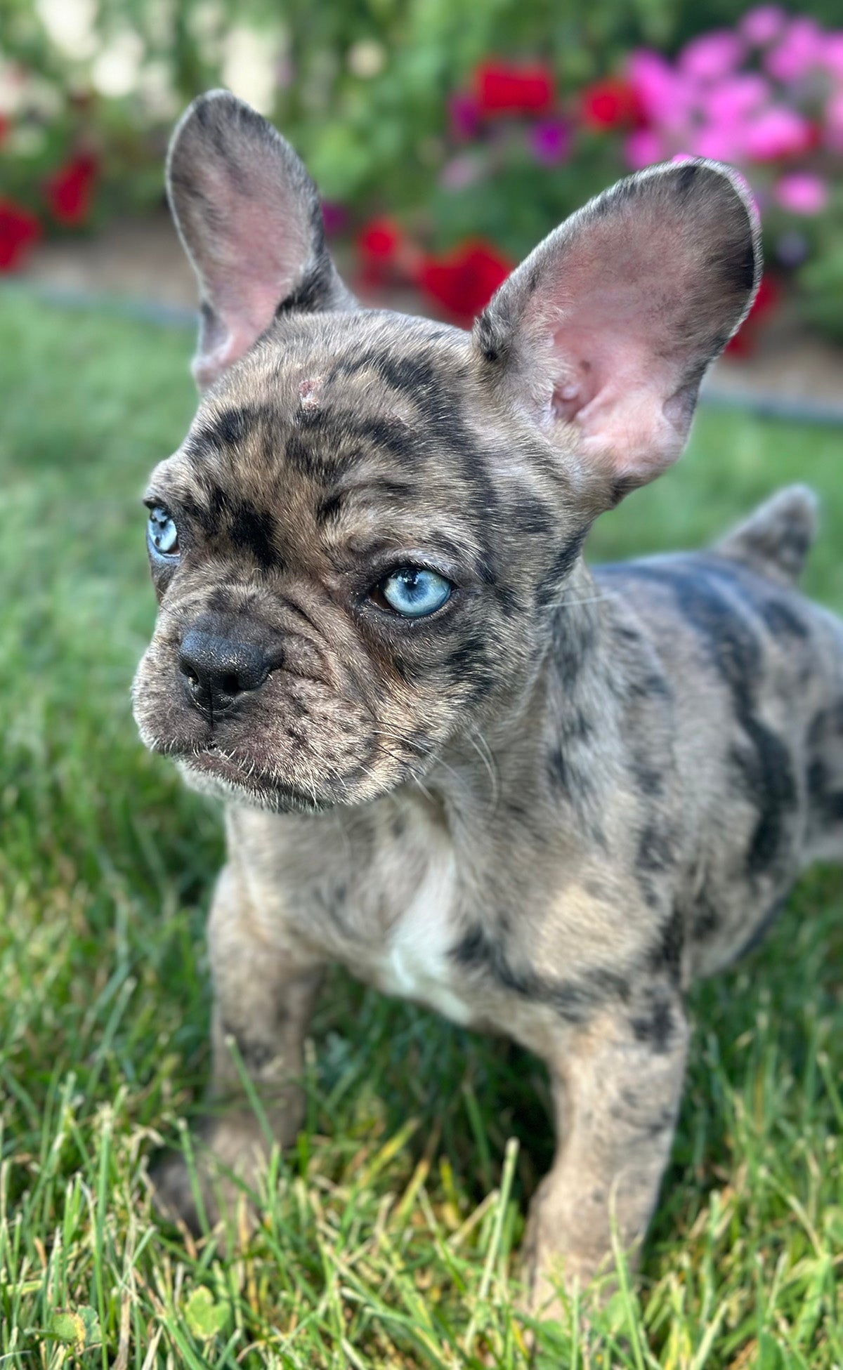 French Bulldog
