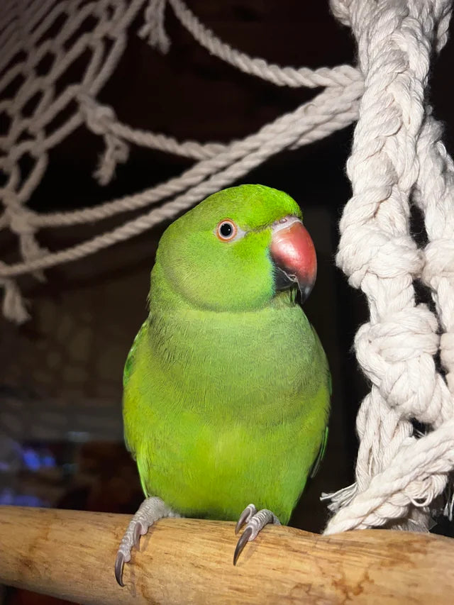 Green Indian Ringneck