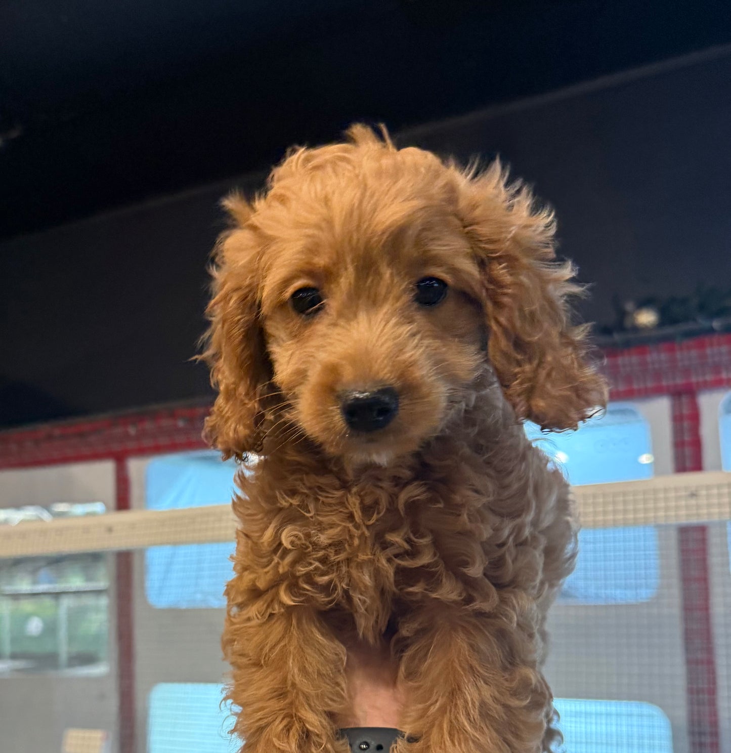 COCKAPOO