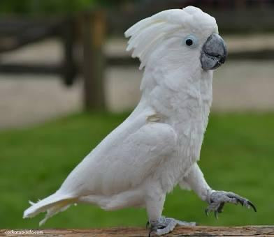 Cockatoo
