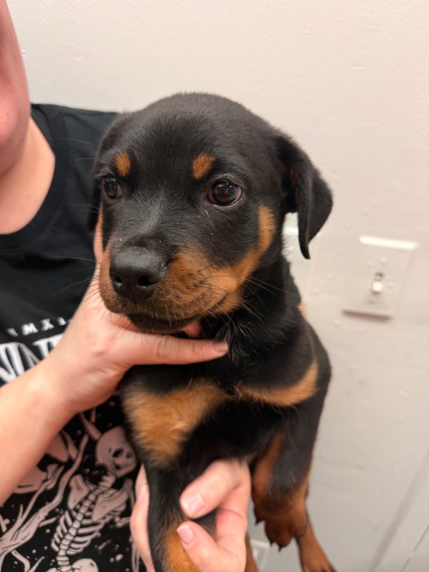 Rottweiler