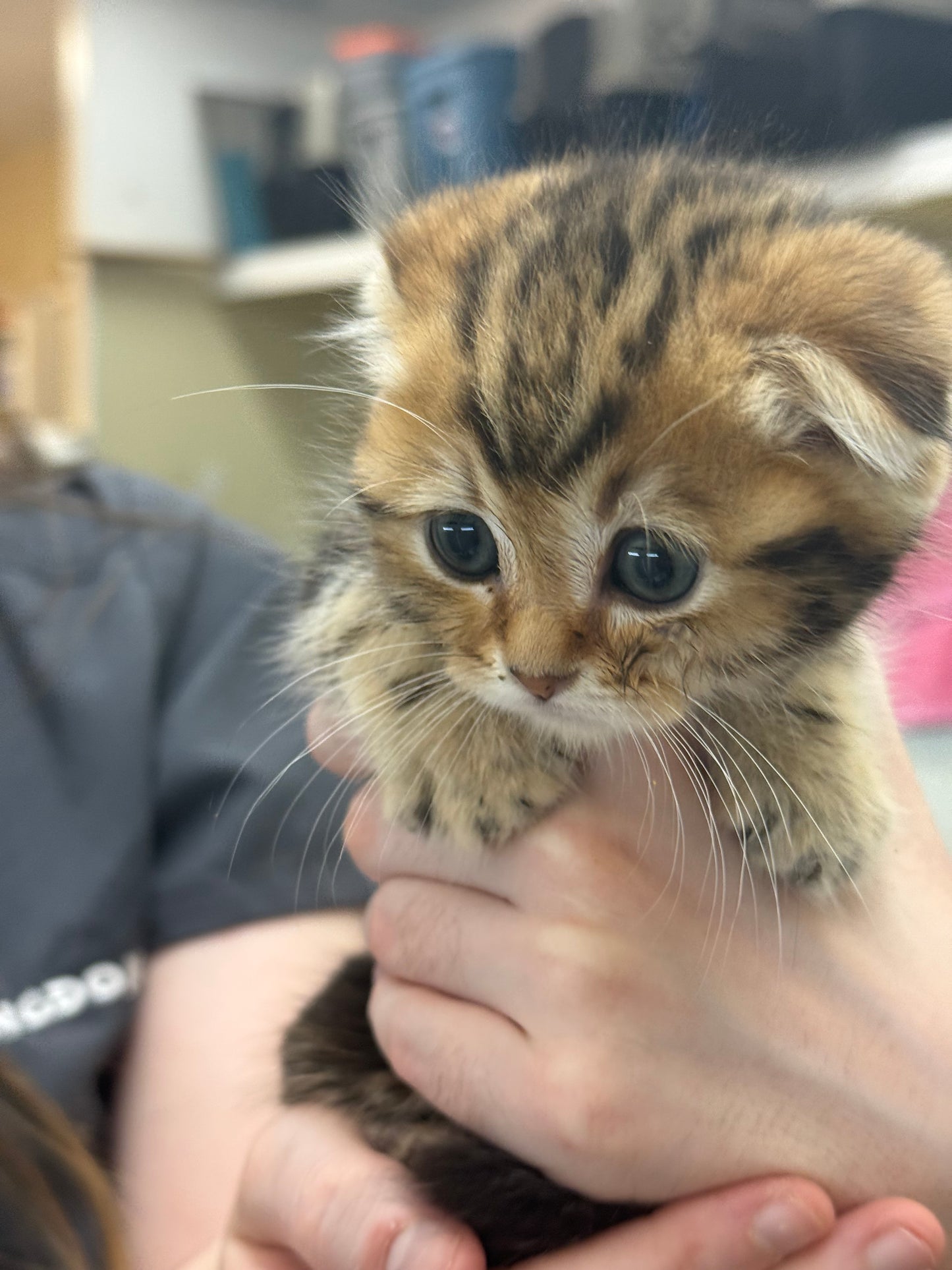 Golden Tabby Scottish Fold