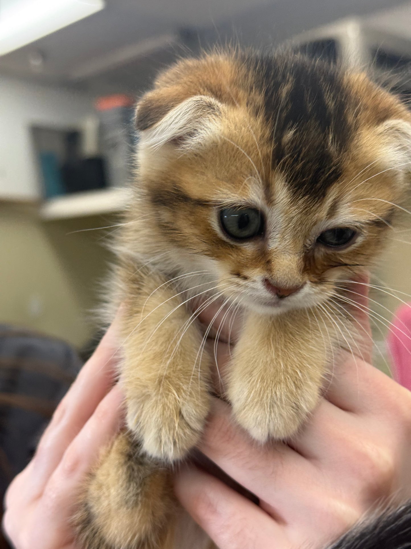 Golden Tabby Scottish Fold