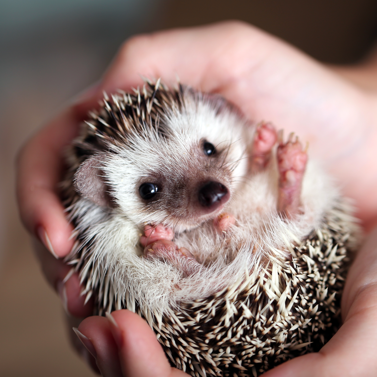 Hedgehog