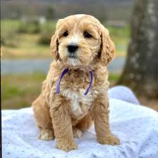 Mini Golden Doodle