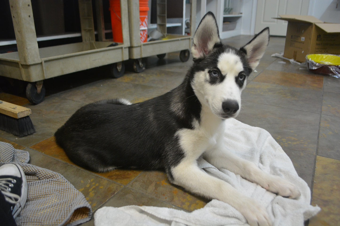 Siberian Husky
