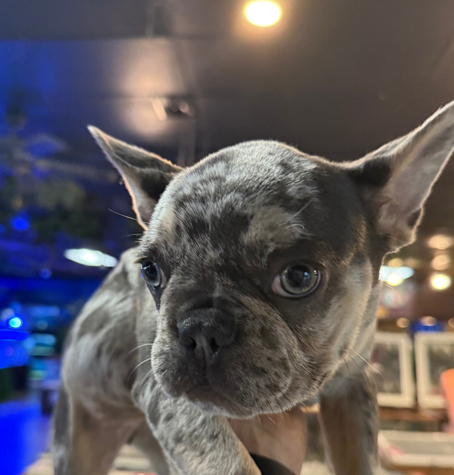 French Bulldog