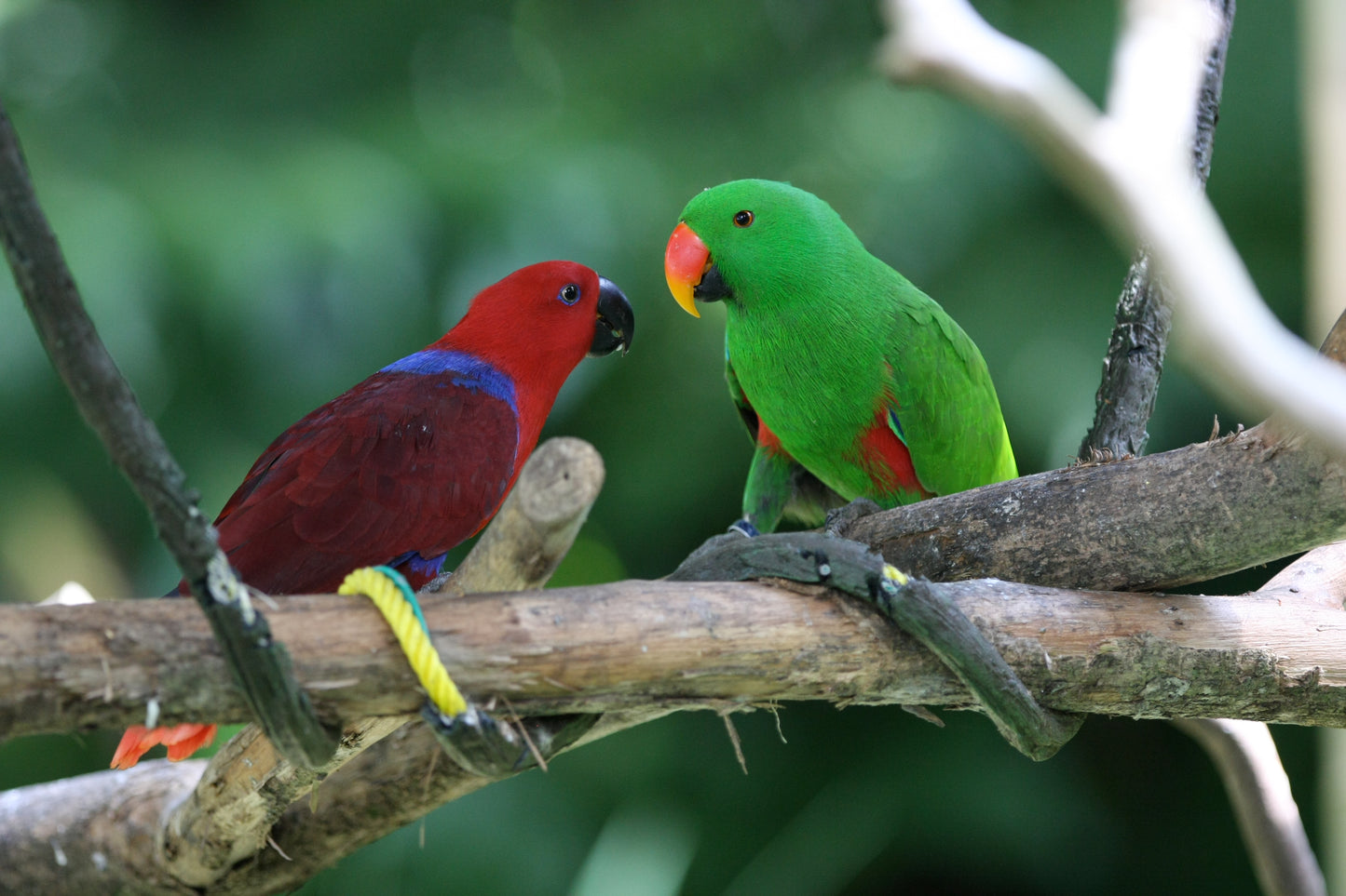 Eclectus