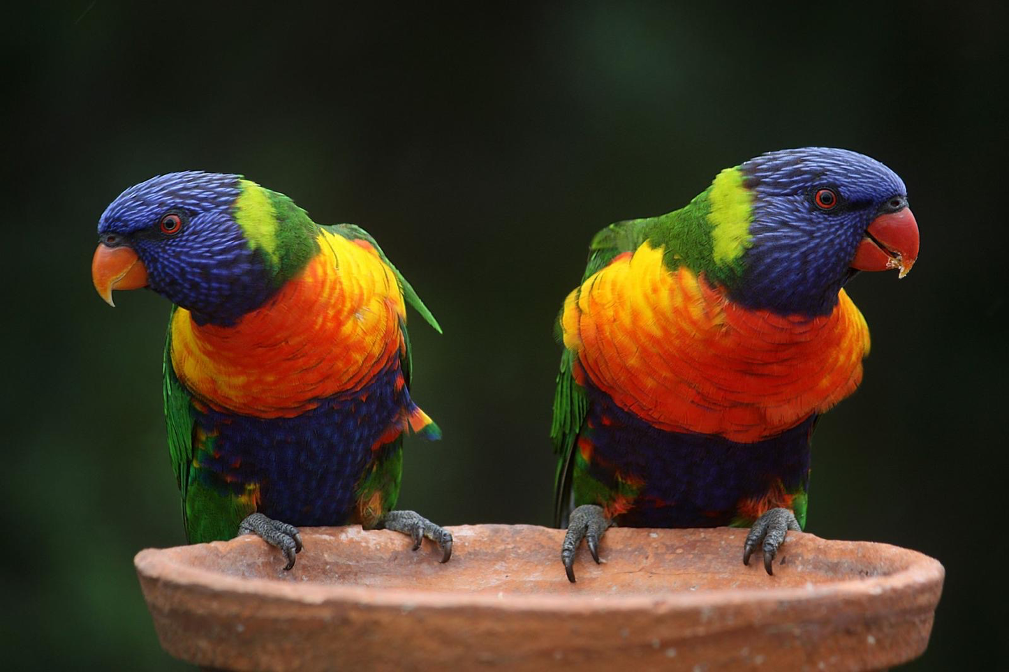 Rainbow Lorikeet (Pair)