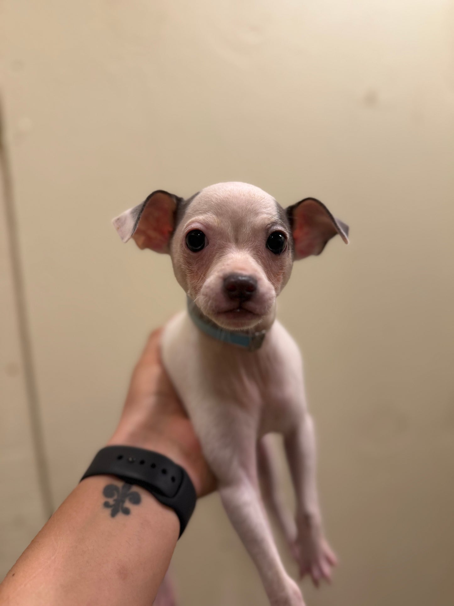 Chihuahua