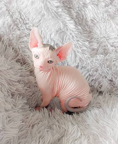 Sphynx