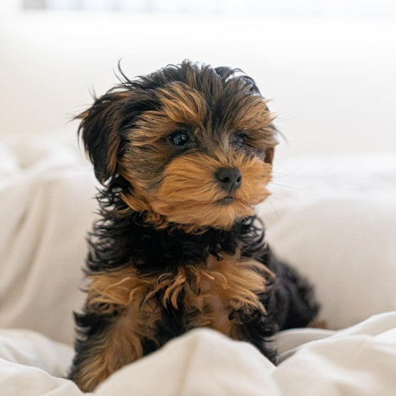 YORKIEPOO
