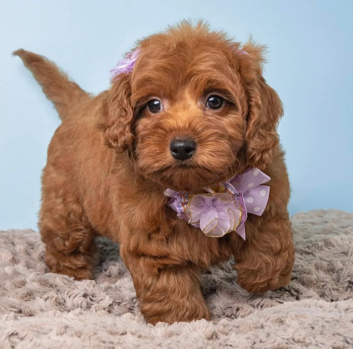 MINI GOLDENDOODLE