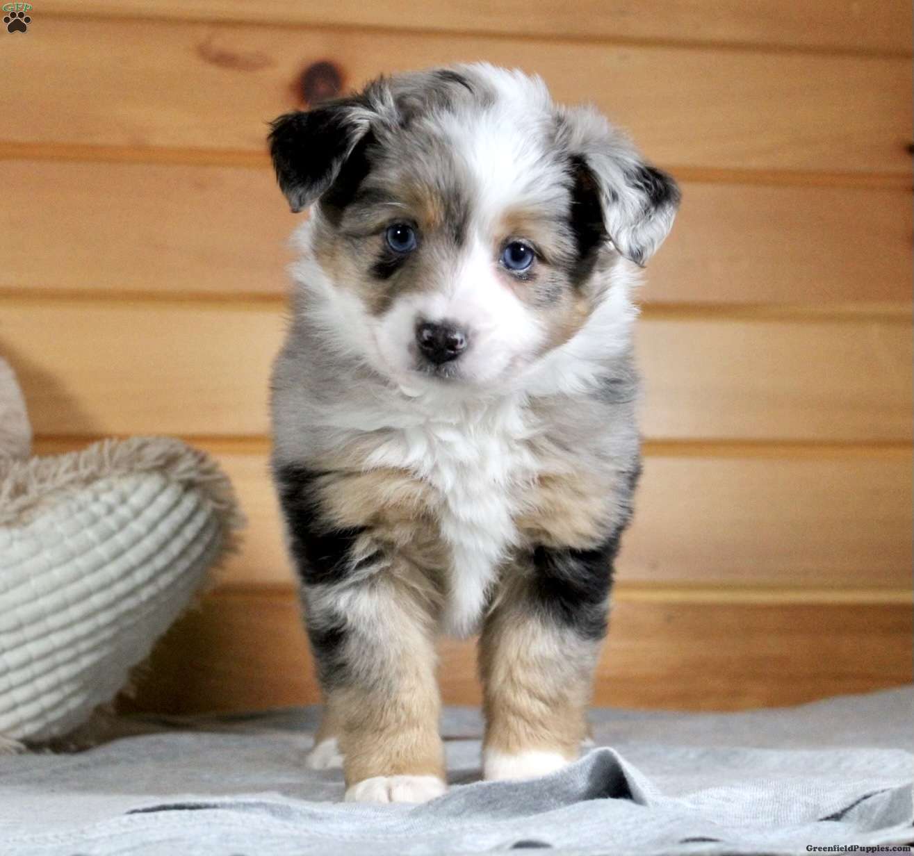 Toy Australian Shepard