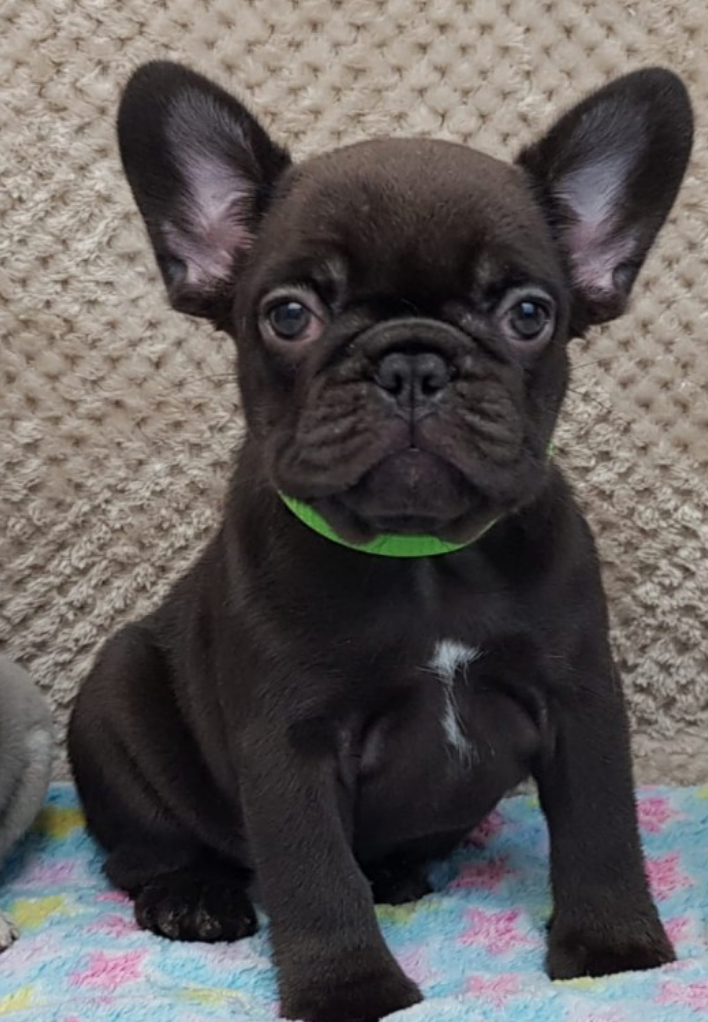 FRENCH BULLDOG