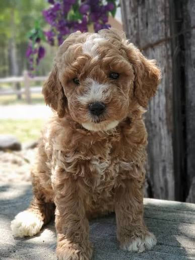 Mini Golden Doodle