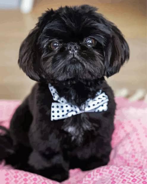Shih Tzu