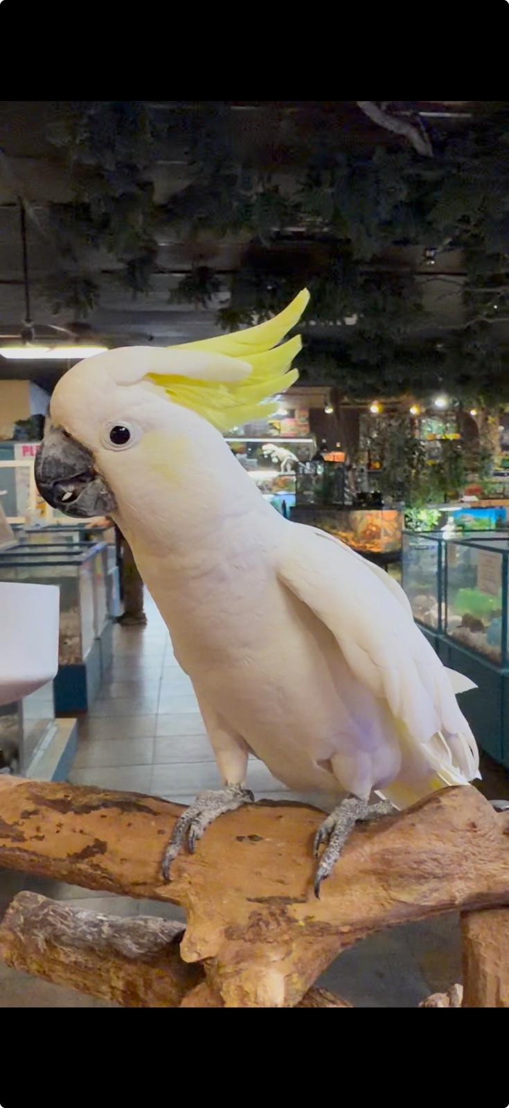 Triton Cockatoo