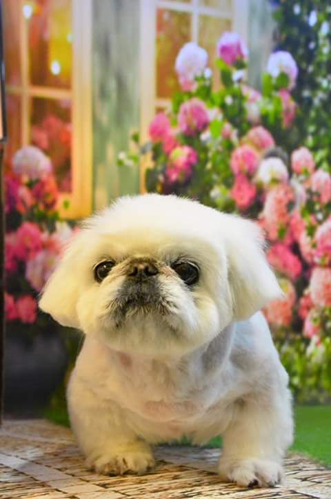 Pekingese