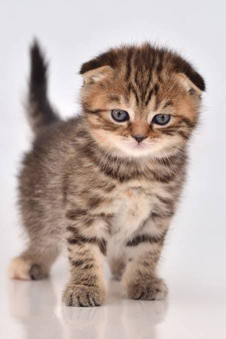 Scottish Fold