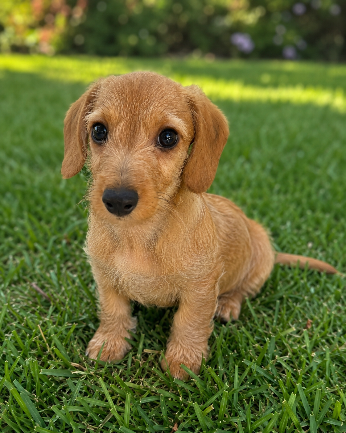 Doxiepoo