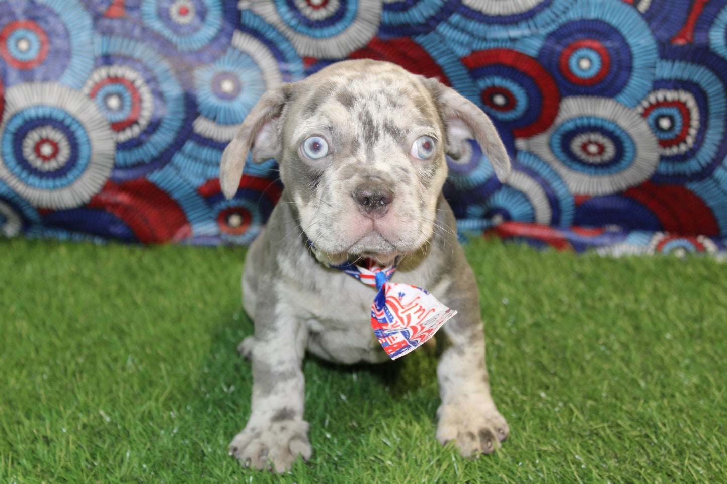 French Bulldog