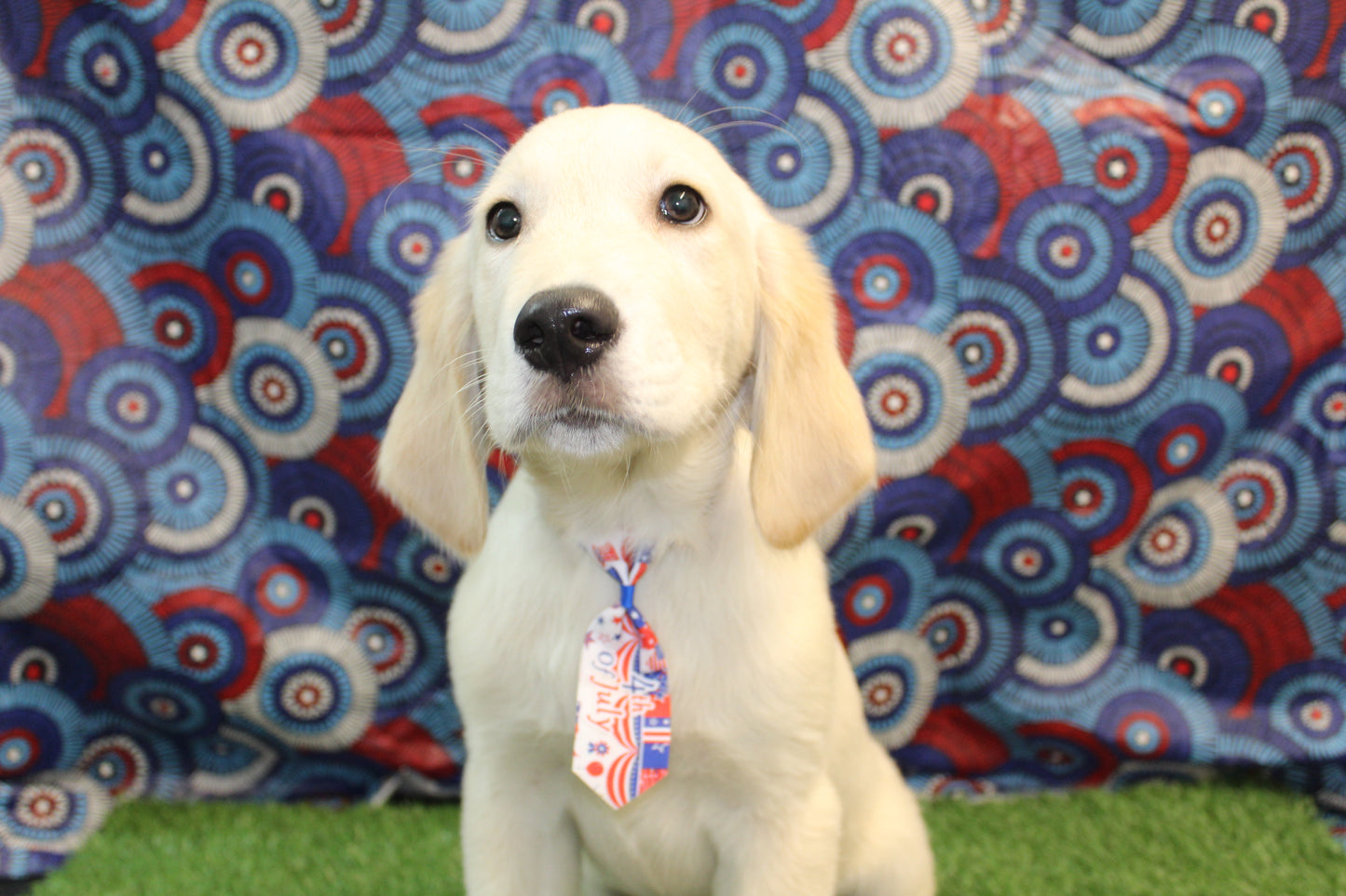 GOLDEN RETRIEVER