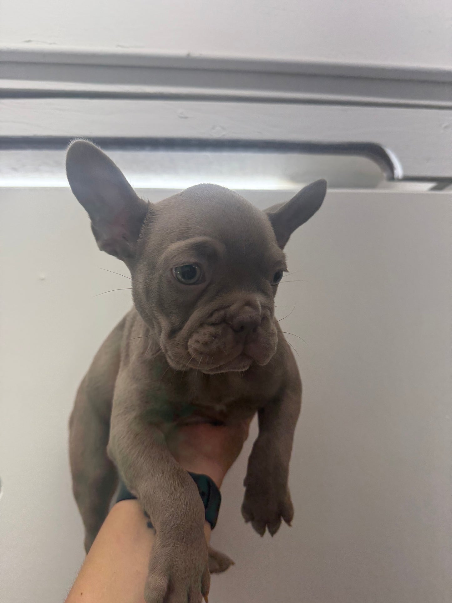 French Bulldog