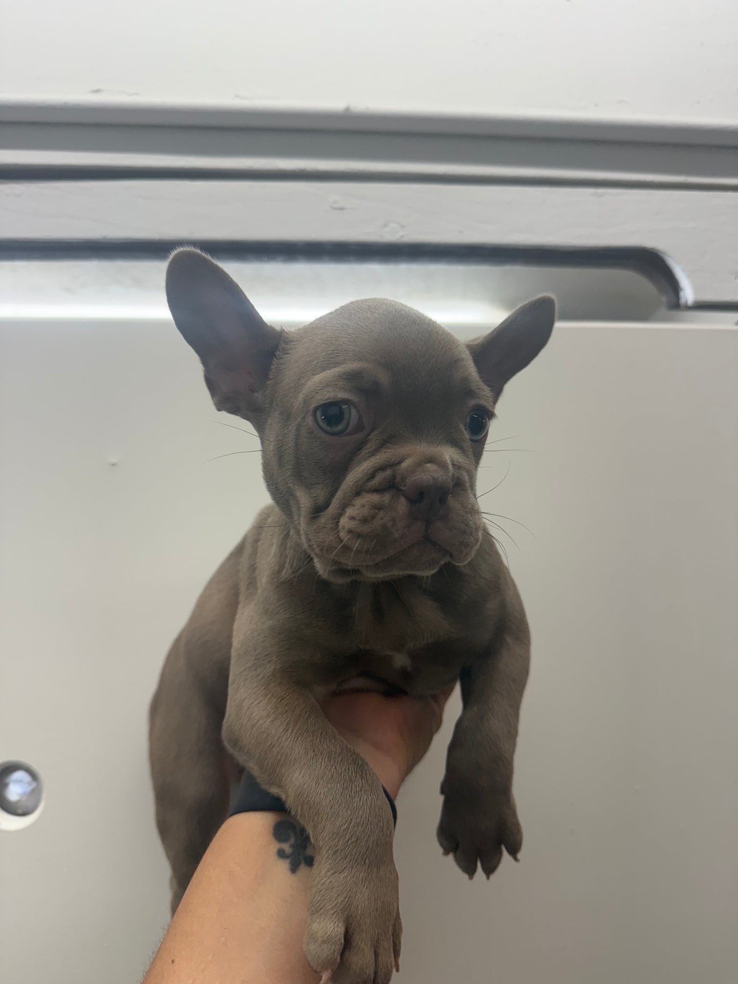 French Bulldog