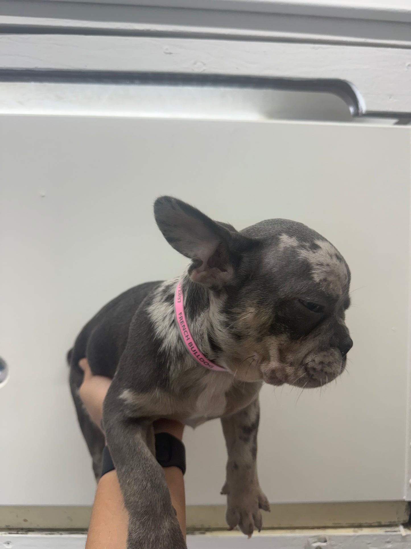 French Bulldog