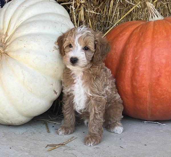 MINI GOLDENDOODLE