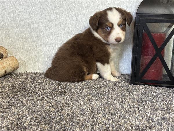 Mini Australian Shepherd