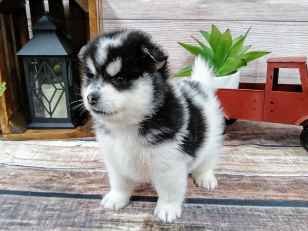 POMSKY