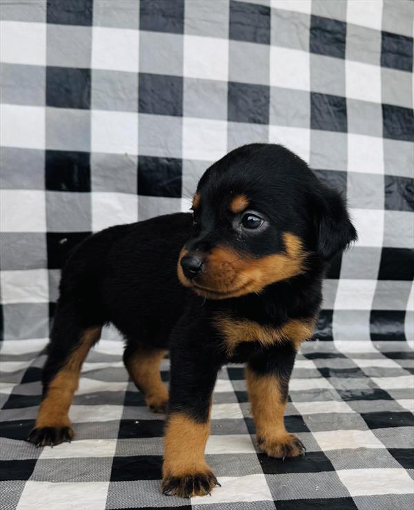 ROTTWEILER