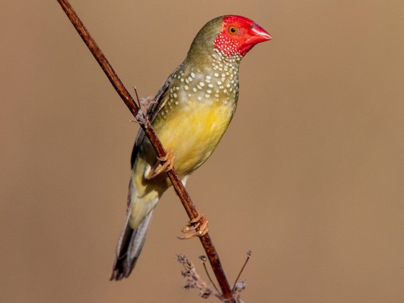 STAR FINCH