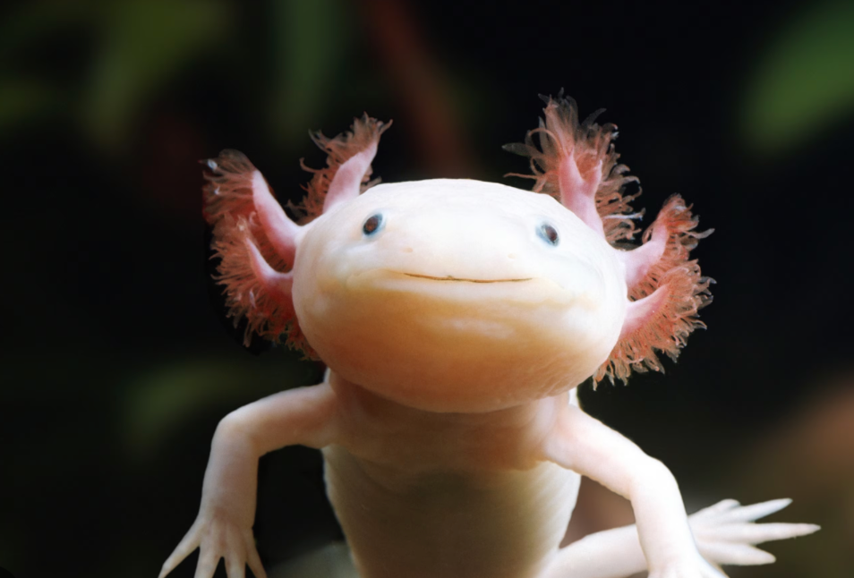 Axolotl
