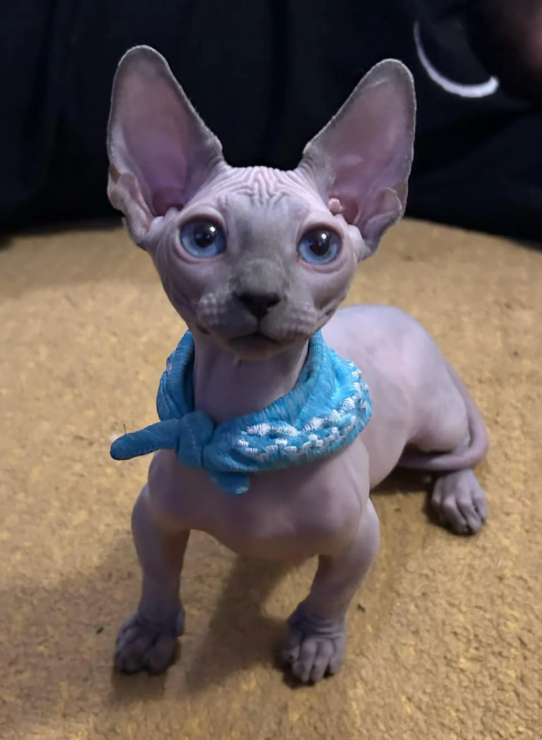 Sphynx
