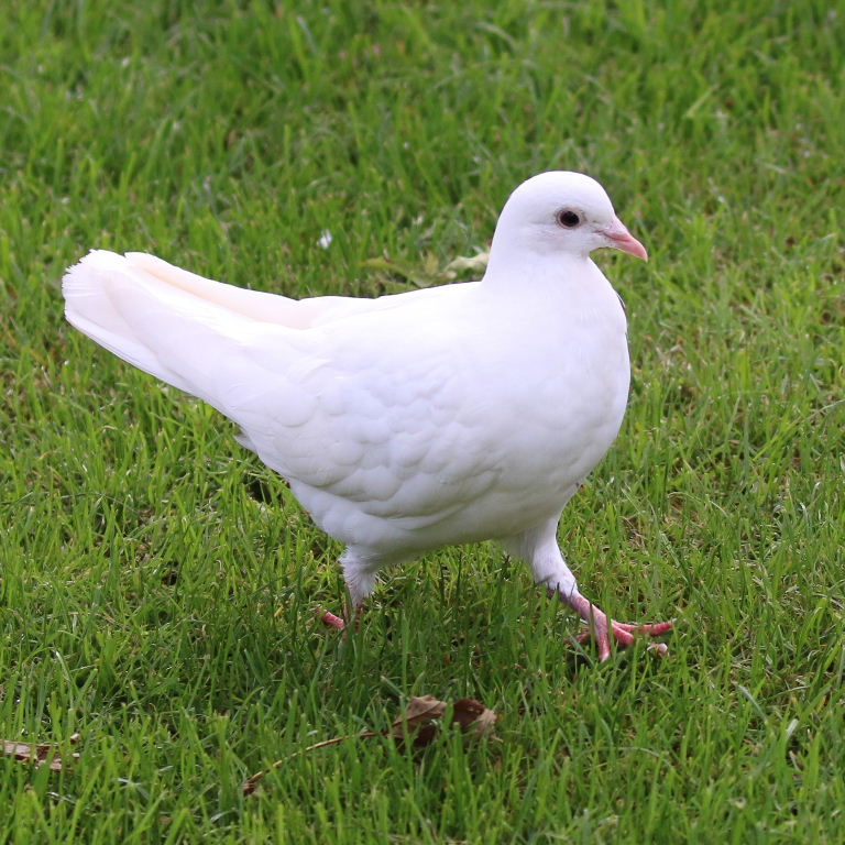 WHITE DOVE