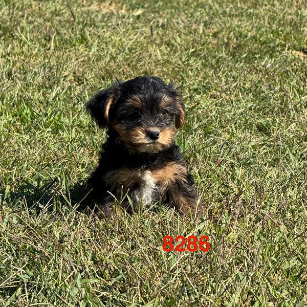 YORKIEPOO