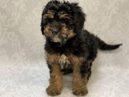 Mini Golden Doodle