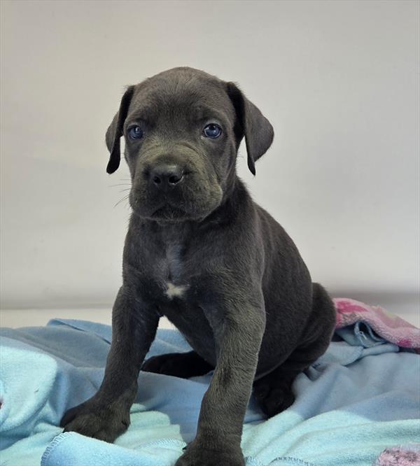 Brock's Cane Cane Corso Miniature Cane Corso And South