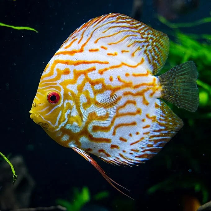 Discus