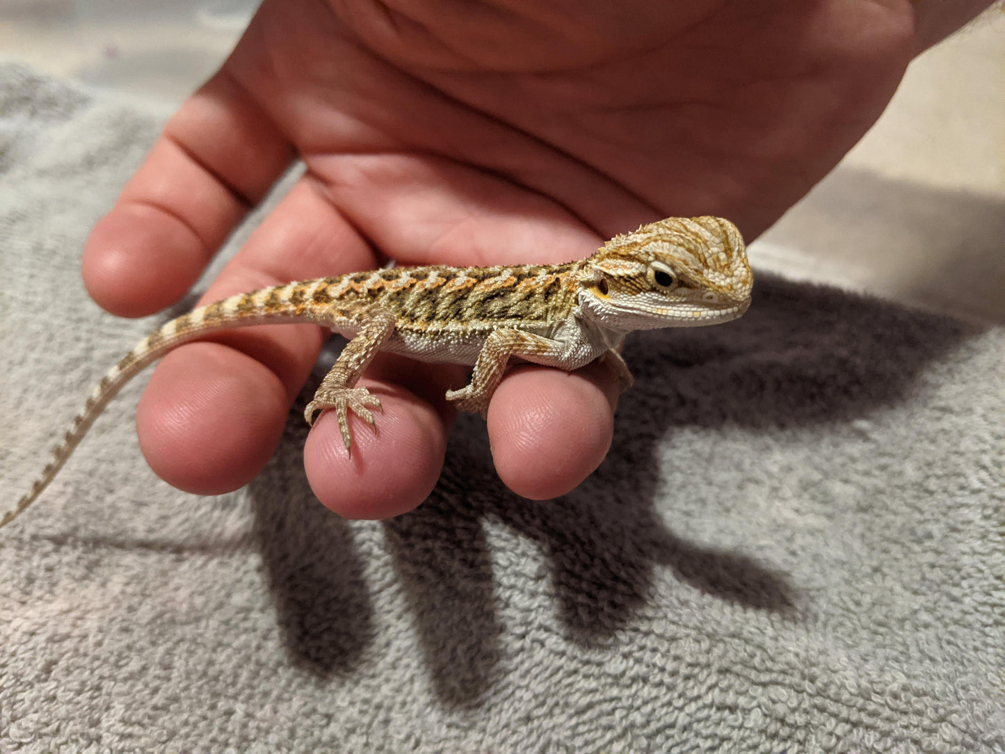 Baby Bearded Dragon