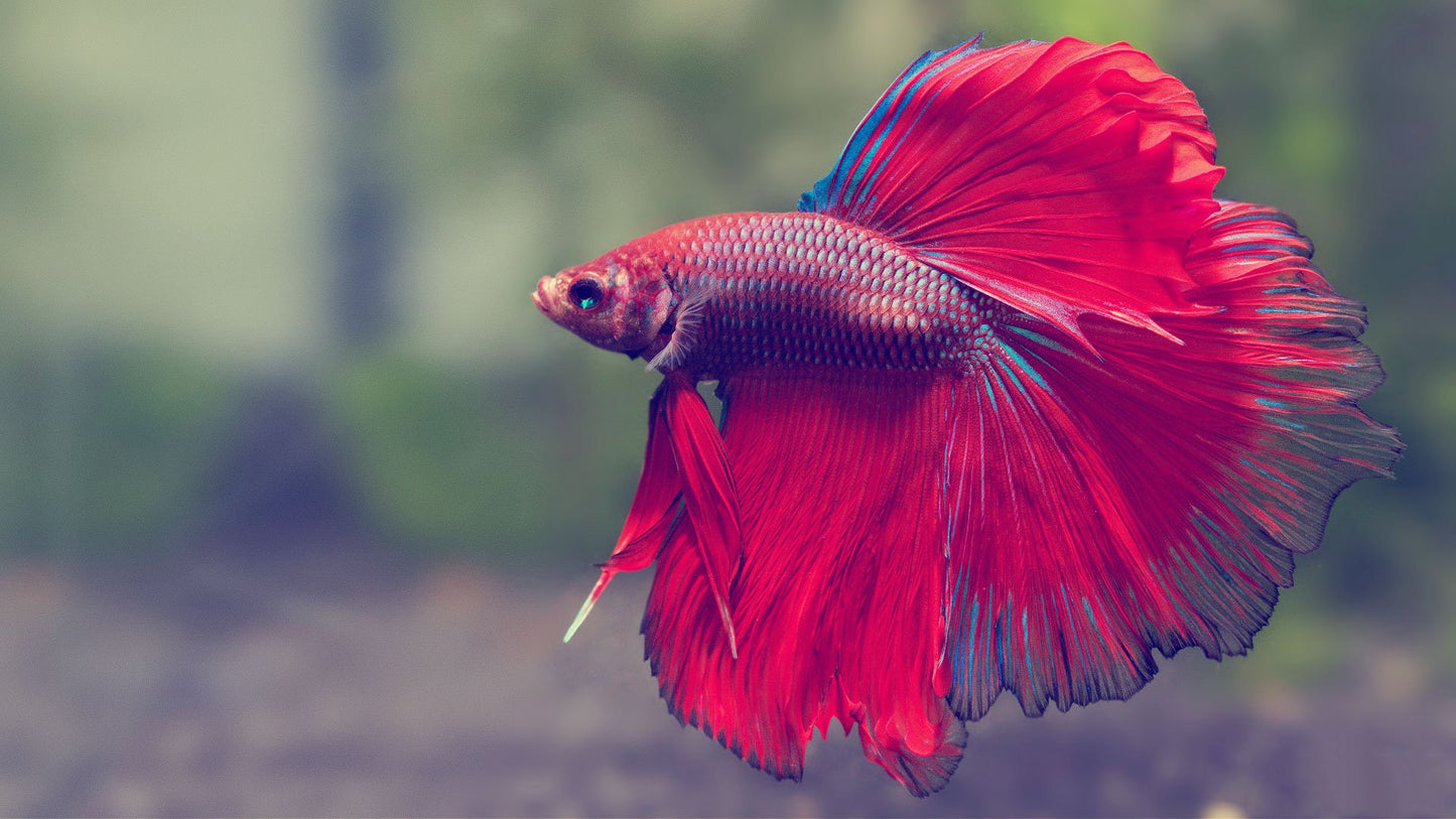 Fancy Beta