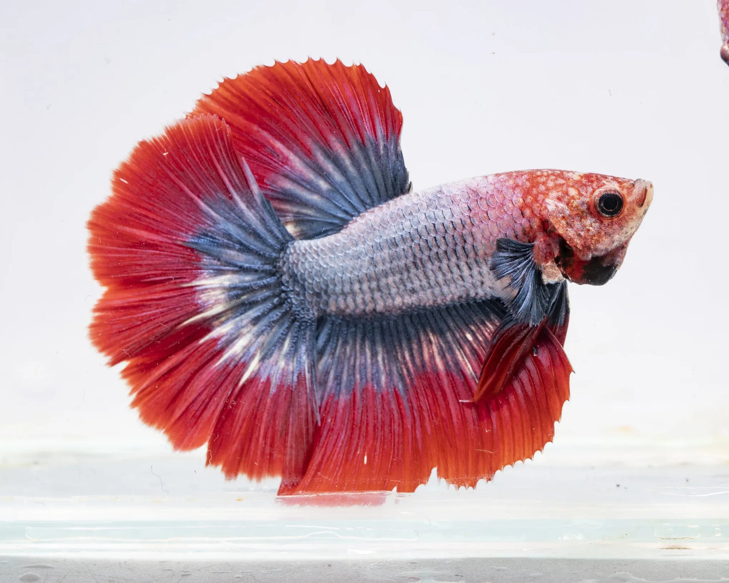Fancy Beta