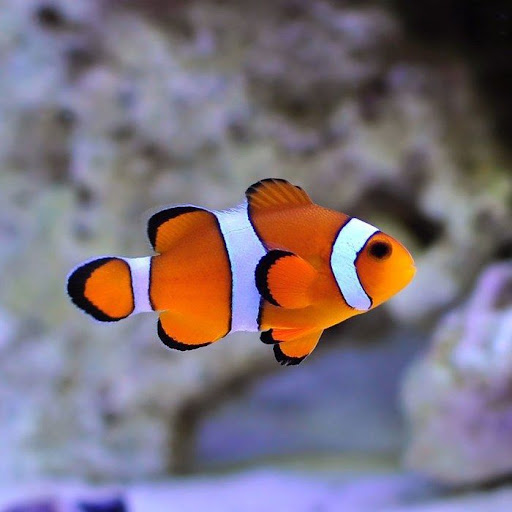 Clown Fish (Salt Water)