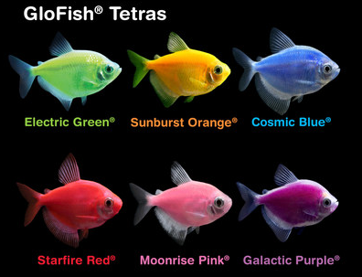 GLOFISH Tetra