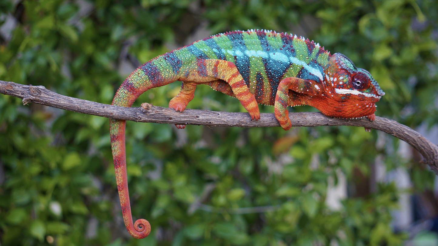 Ambilobe Panther Chameleon