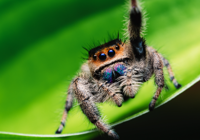 Jumping Spider