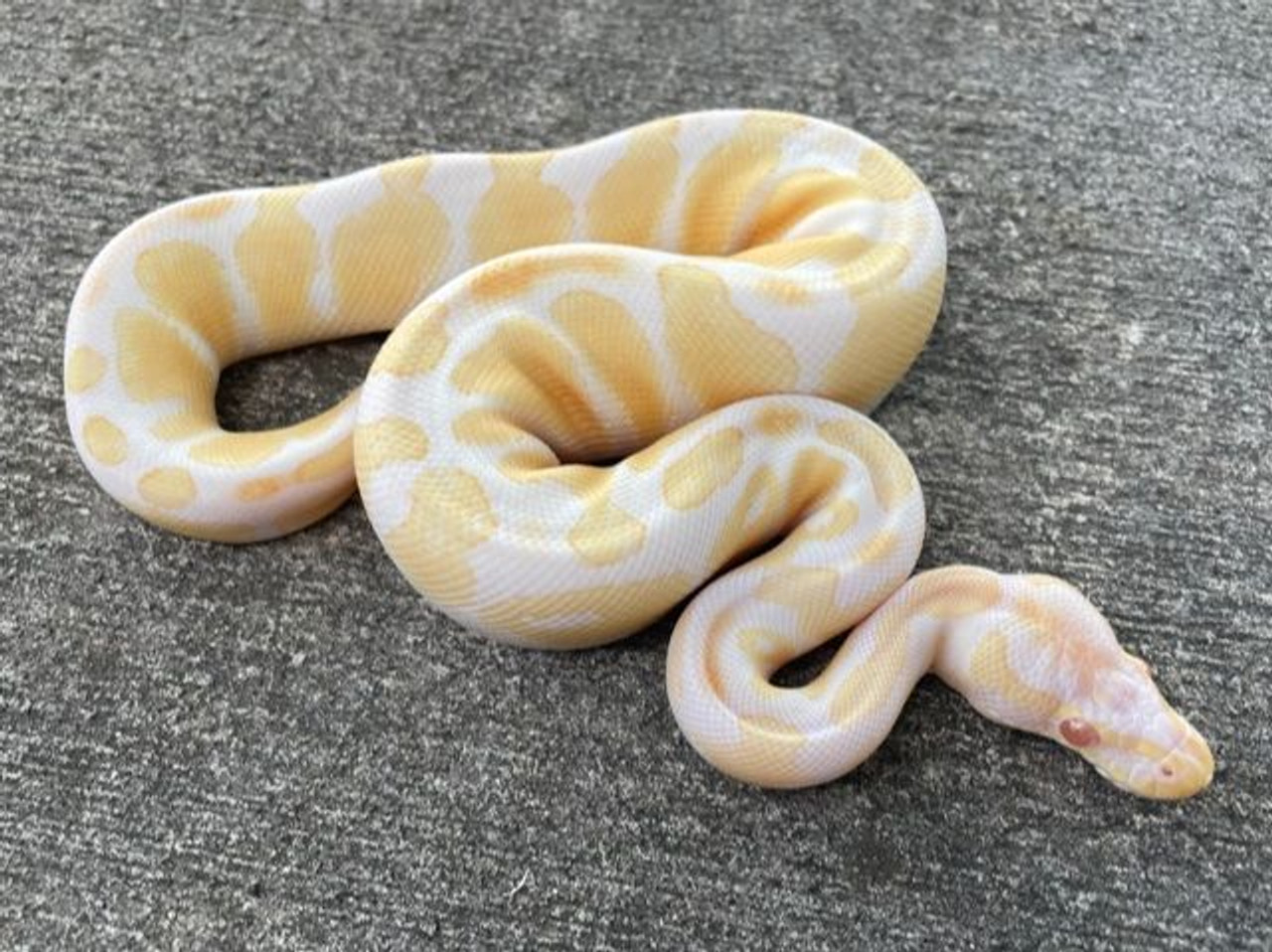 Albino Ball Python